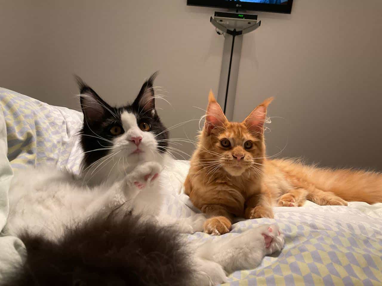 Guten Morgen Guten Morgen