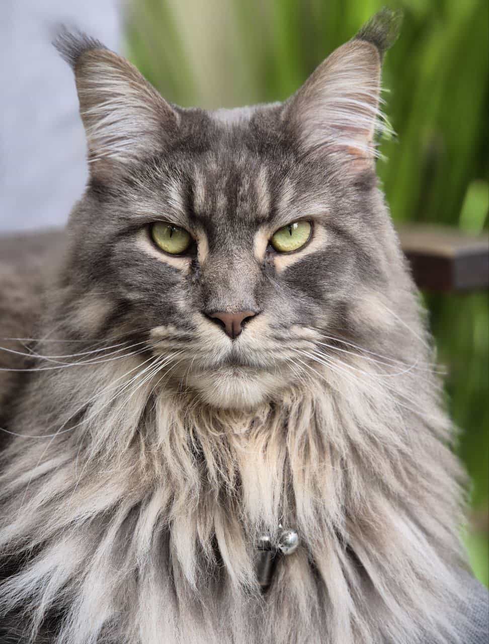 Hanka eine Tochter von Buddy Hanka eine Tochter von Buddy
