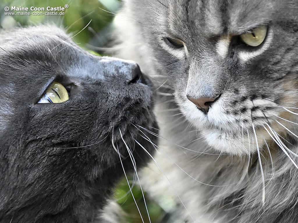 Jonny und Buddy Jonny und Buddy