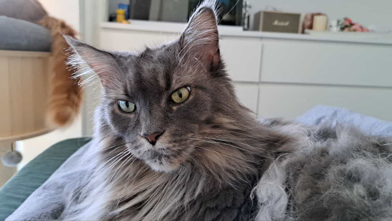 Josy eine Tochter von Buddy Josy eine Tochter von Buddy