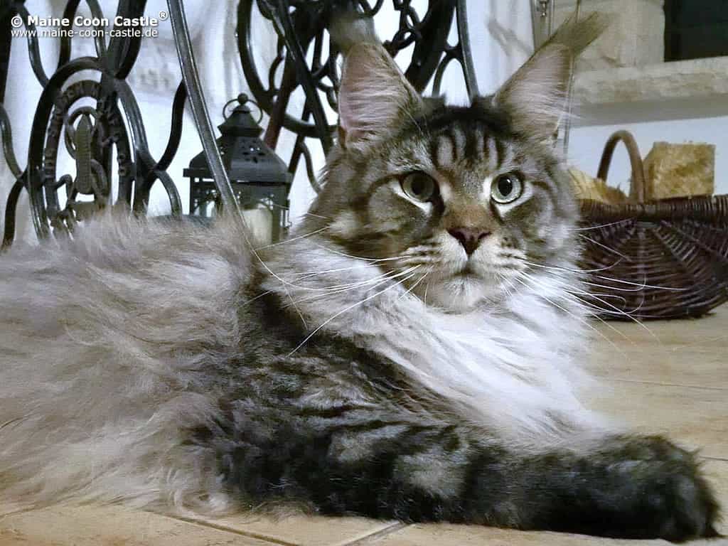 Kally 1 Jahr und 11 Monate alt Kally 1 Jahr und 11 Monate alt