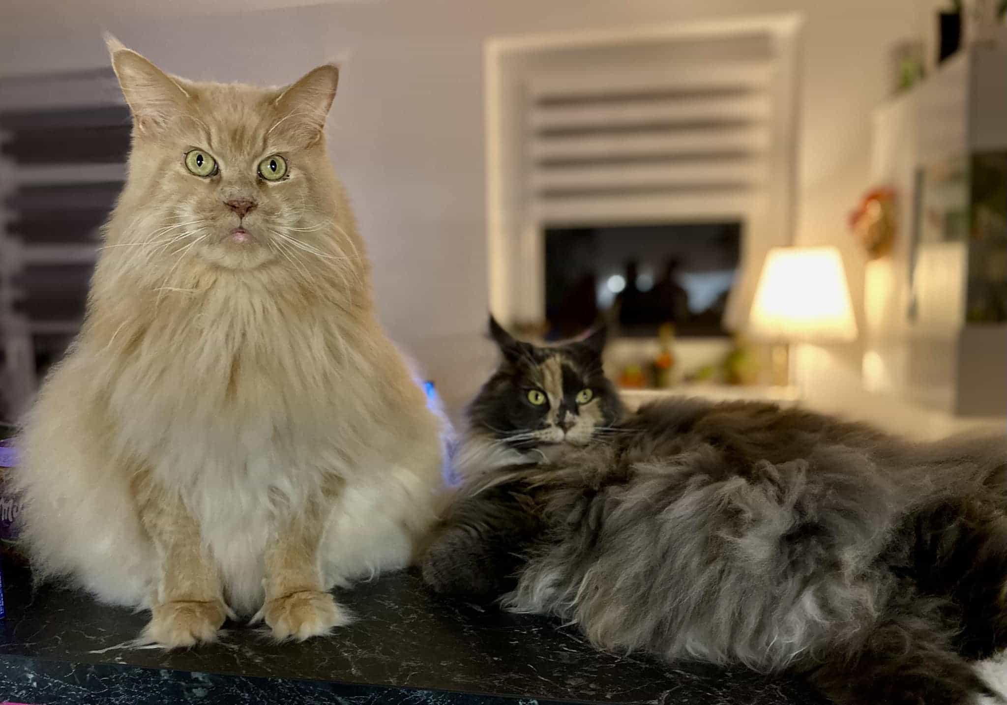 Klaus und Queen Mary Klaus und Queen Mary