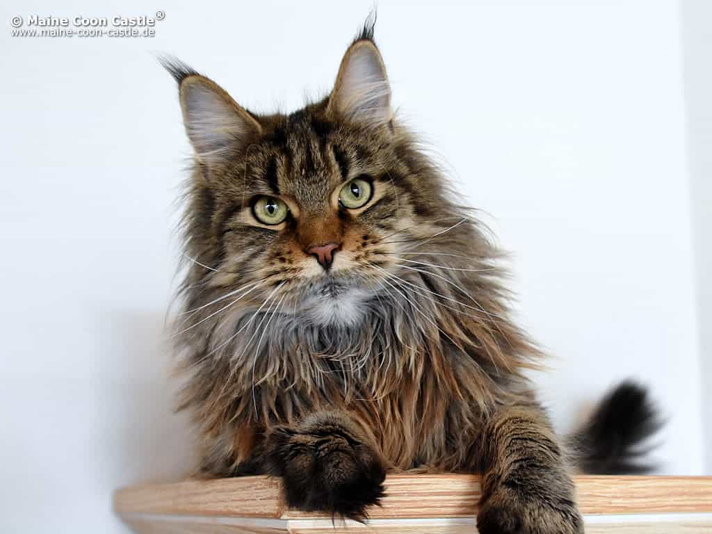 Mary 1 Jahr und 7 Monate alt Mary 1 Jahr und 7 Monate alt