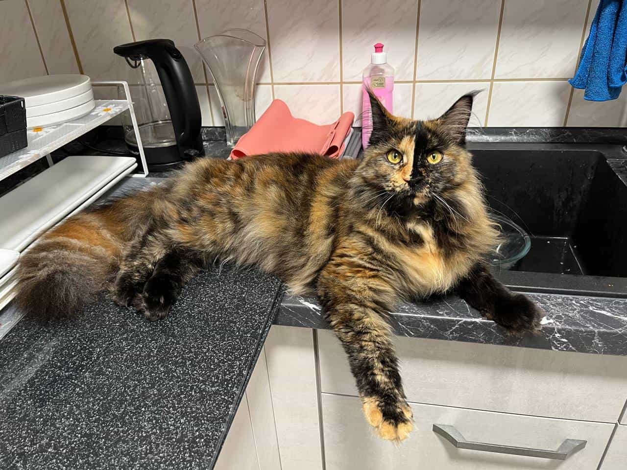 Minininja Sammy die Herrscherin „meiner“ Küche Minininja Sammy die Herrscherin „meiner“ Küche