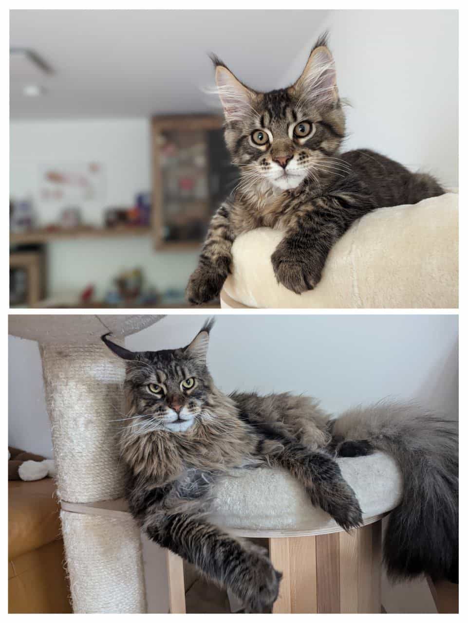 Noel Juni 2023 Oktober 2024 Noel Juni 2023 Oktober 2024