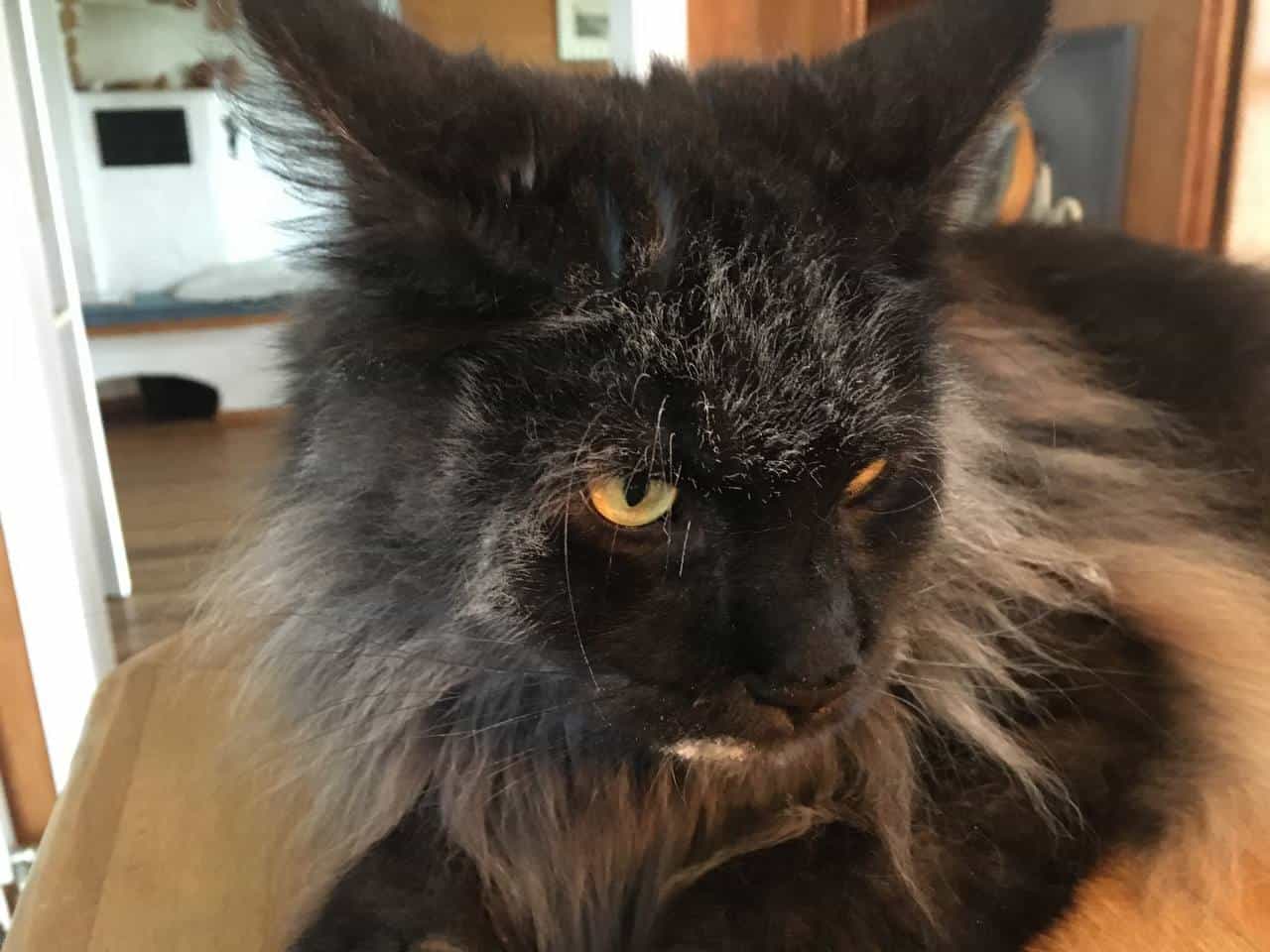 Qantus hat sich hübsch gemacht mit Mehl Qantus hat sich hübsch gemacht mit Mehl