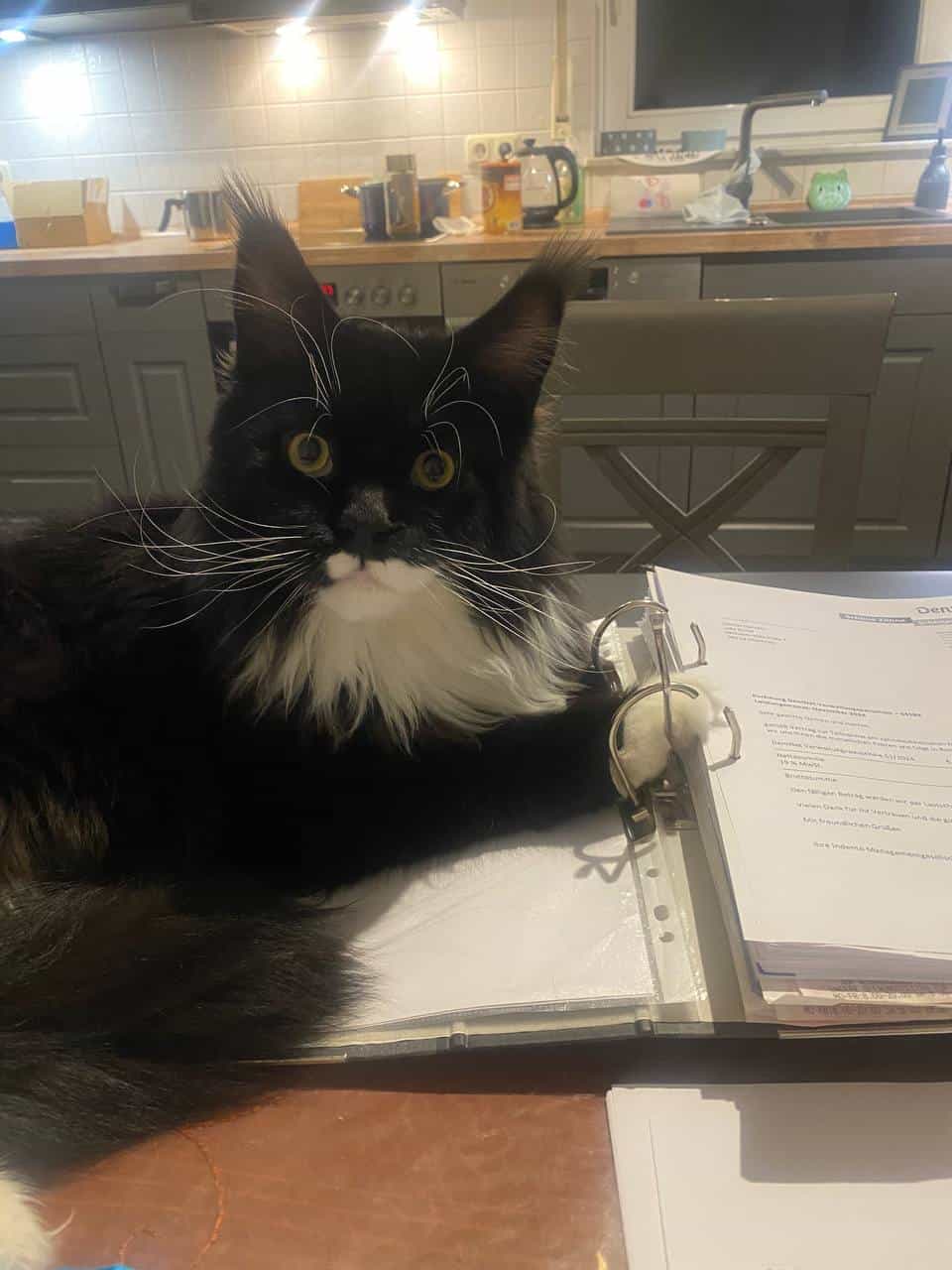 Rado ist immer dabei Rado ist immer dabei