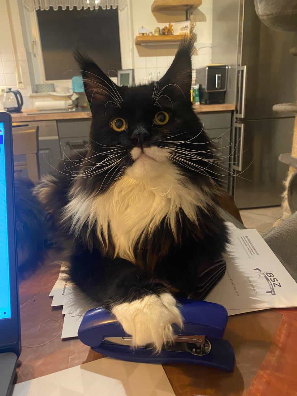 Rado macht Buchhaltung Rado macht Buchhaltung