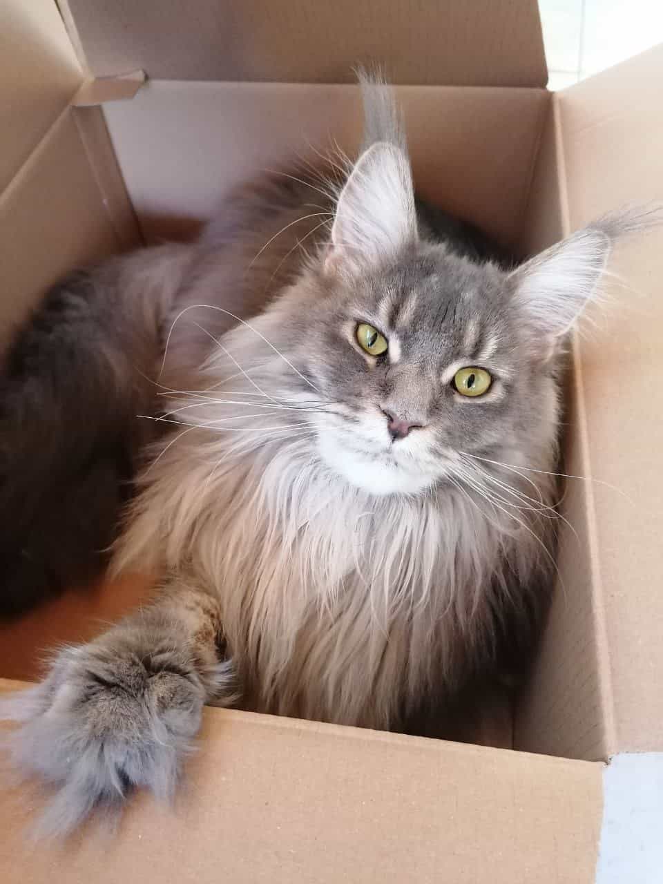 Ruby kann nicht anders. Sie muss in den Karton Ruby kann nicht anders. Sie muss in den Karton