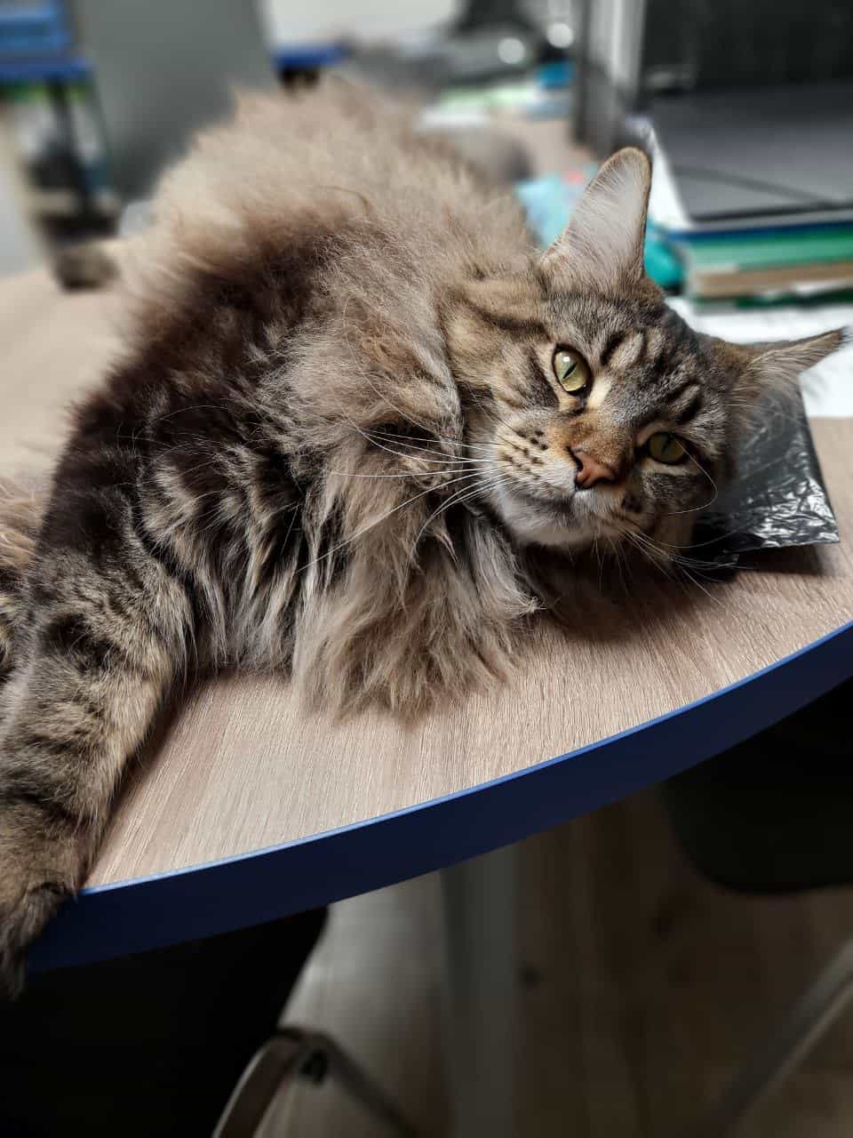 Schreibtischblockade Schreibtischblockade