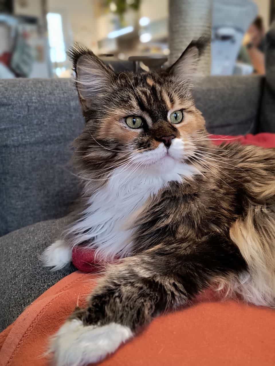 Wilma of MCC Wilma of MCC