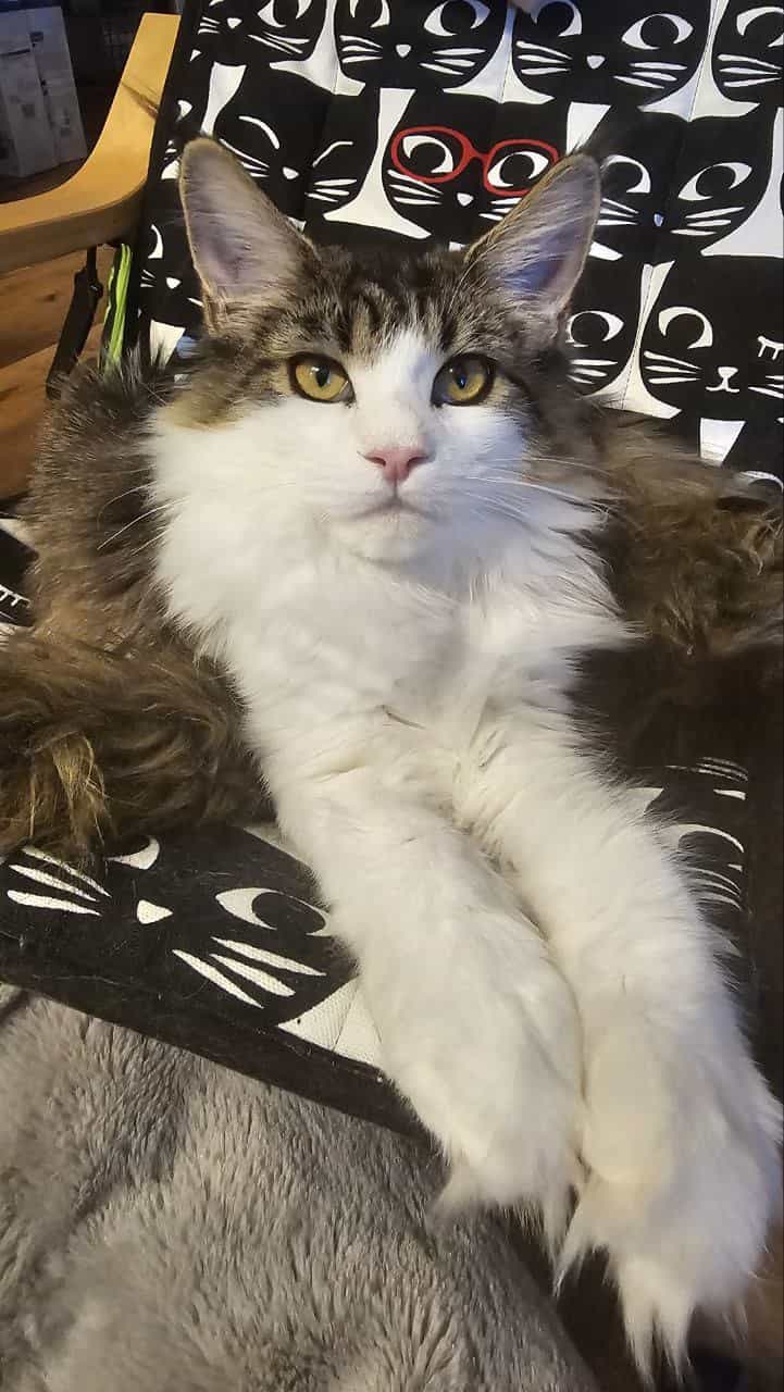 Winni 3,5Kg Winni 3,5Kg