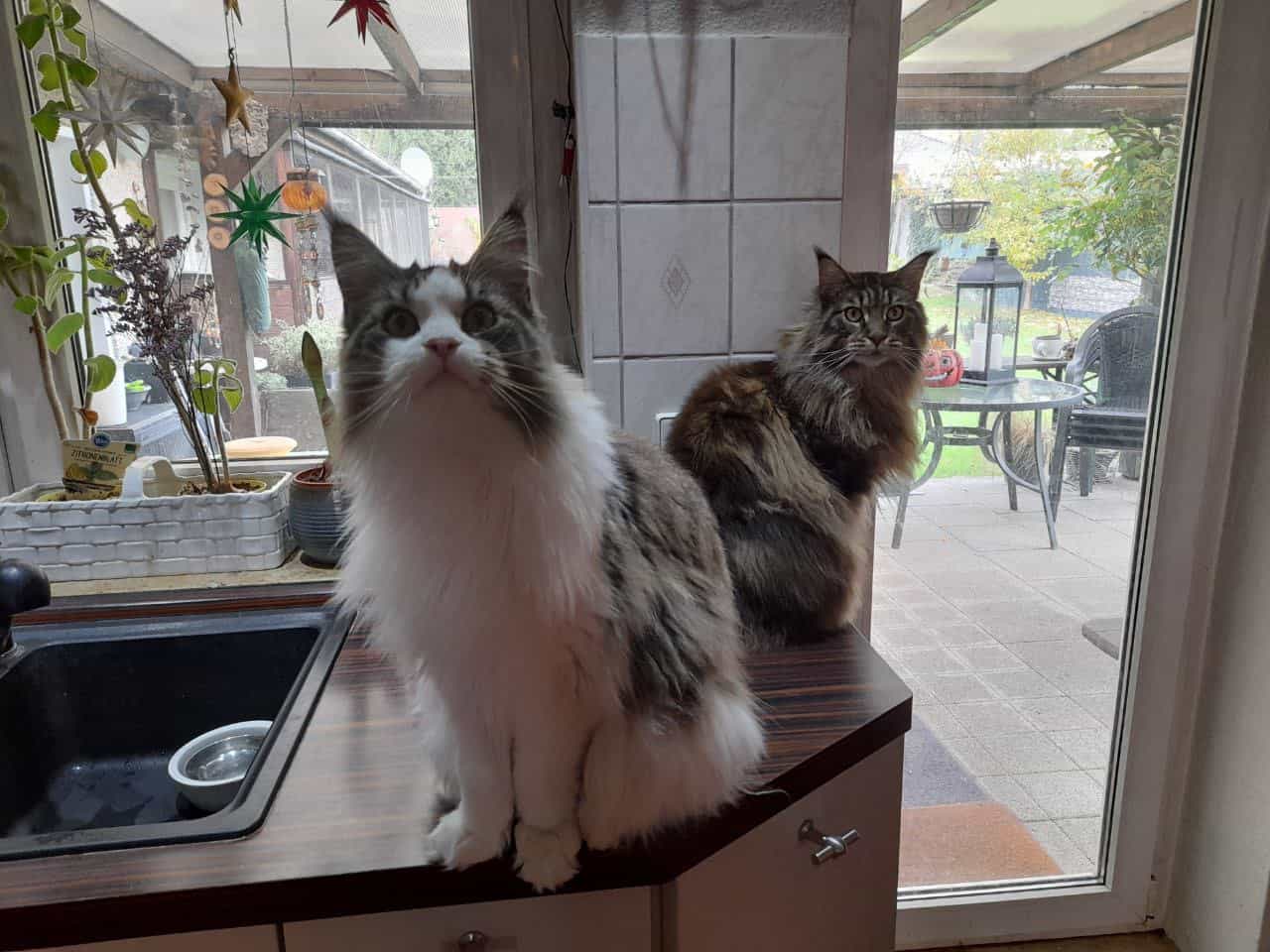 Wir müssen in den Garten Wir müssen in den Garten