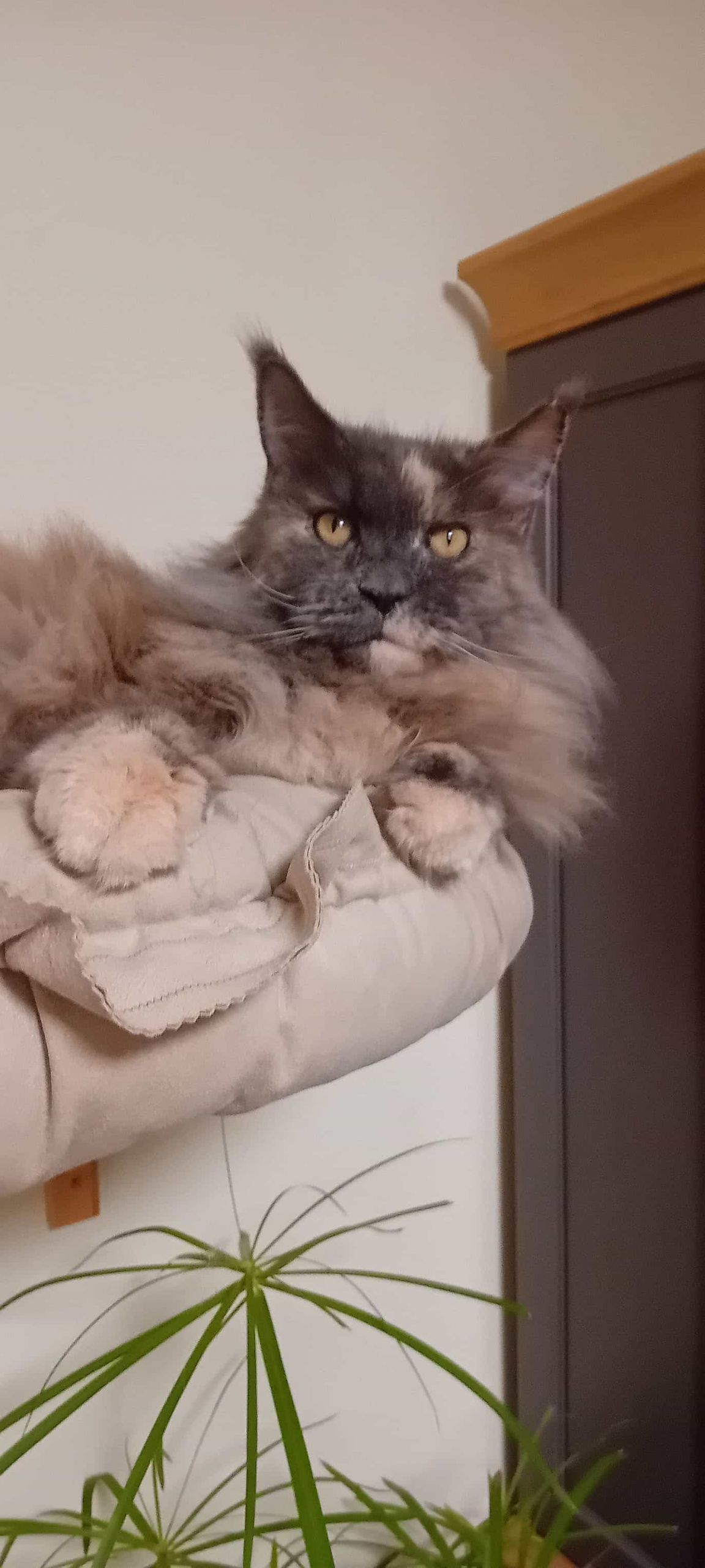 Yoko of Maine Coon Castle 9 Jahre alt Yoko of Maine Coon Castle 9 Jahre alt