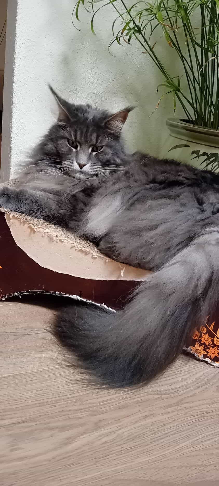 Zisko 6 Jahre alt Zisko 6 Jahre alt