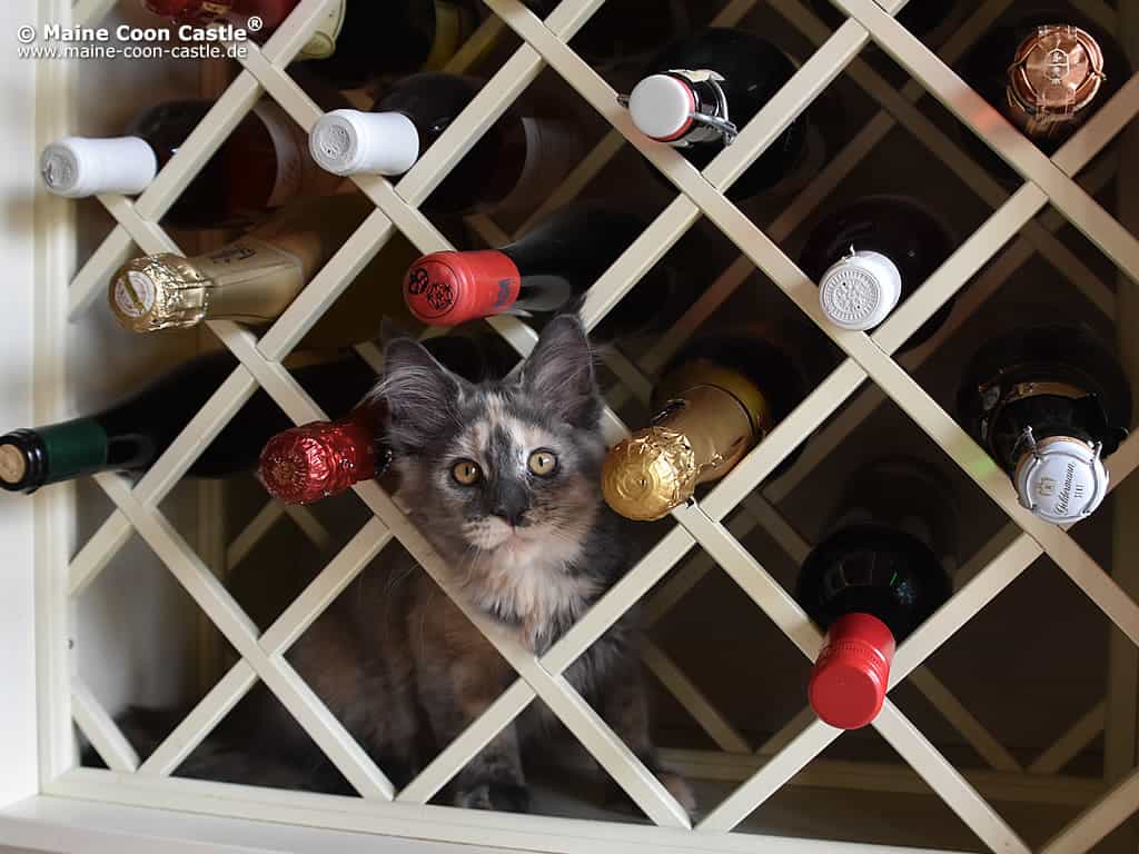 Zoey als Spritmaus Zoey als Spritmaus