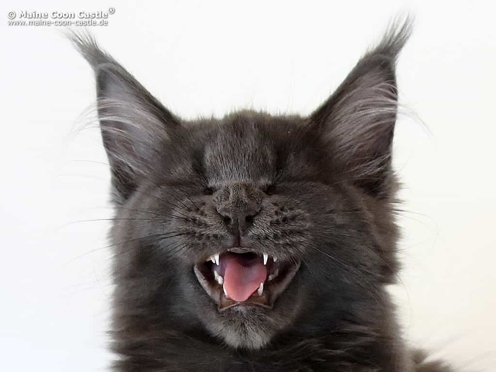 Zora 13 Wochen alt Zora 13 Wochen alt