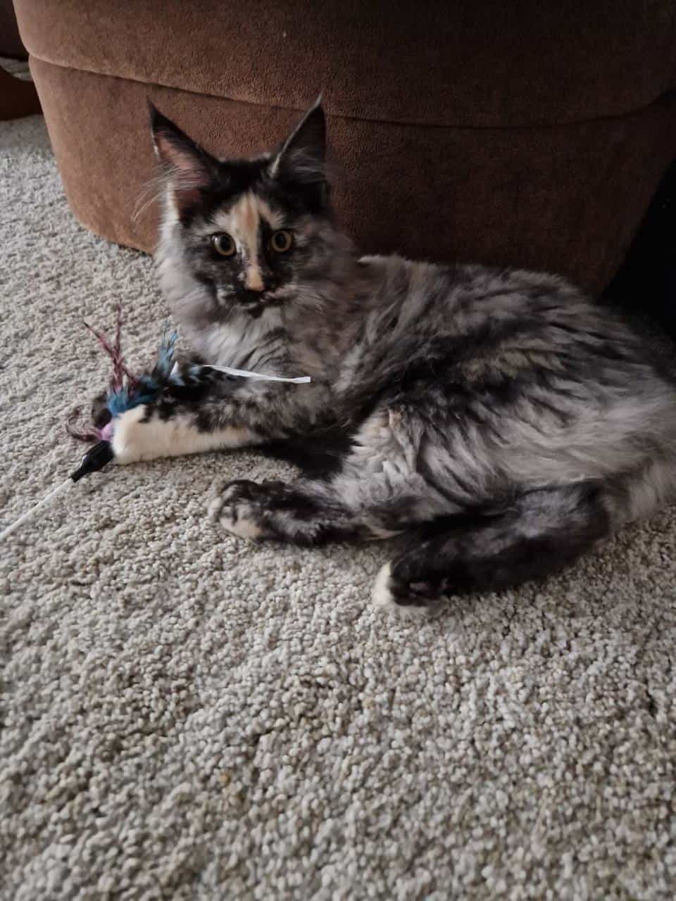 wunderschöne Querida wunderschöne Querida