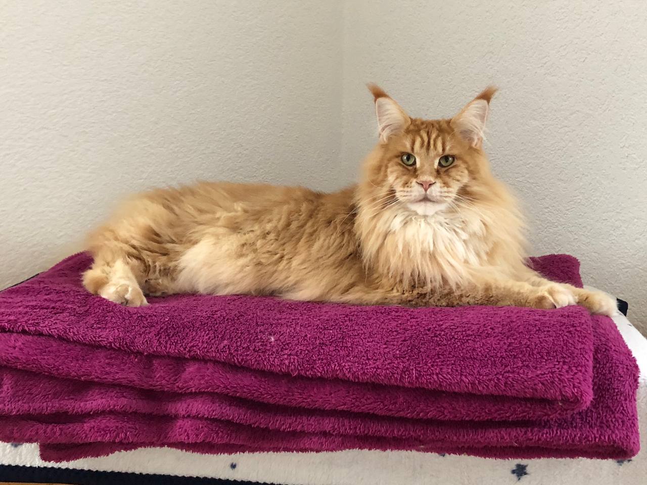 Adam wünscht einen schönen zweiten Advent Adam wünscht einen schönen zweiten Advent