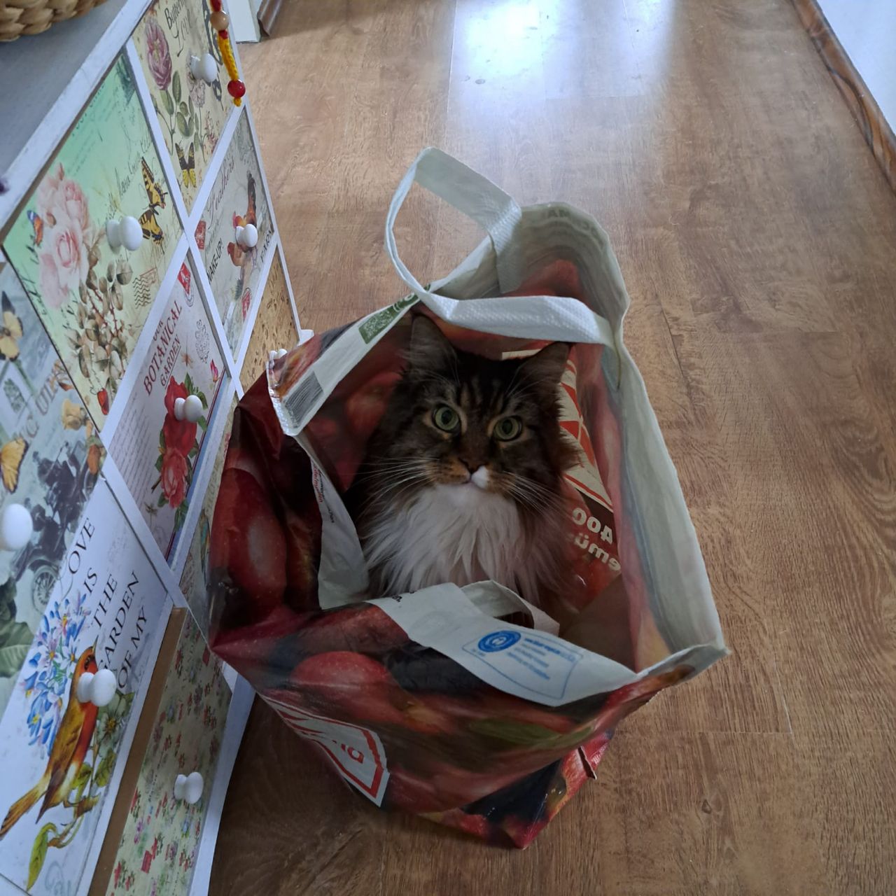 Calli Such mich mal Calli Such mich mal