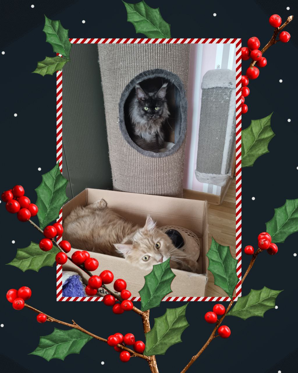 Einen schönen 1 Advent wünschen Franka ,Justus und die Büchsenöffner Einen schönen 1 Advent wünschen Franka ,Justus und die Büchsenöffner