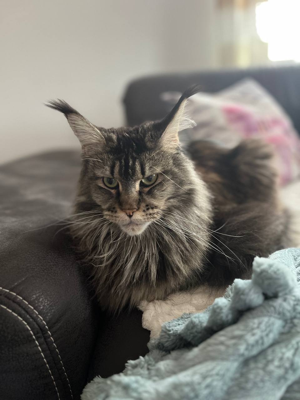 Frau Königin Adele Frau Königin Adele