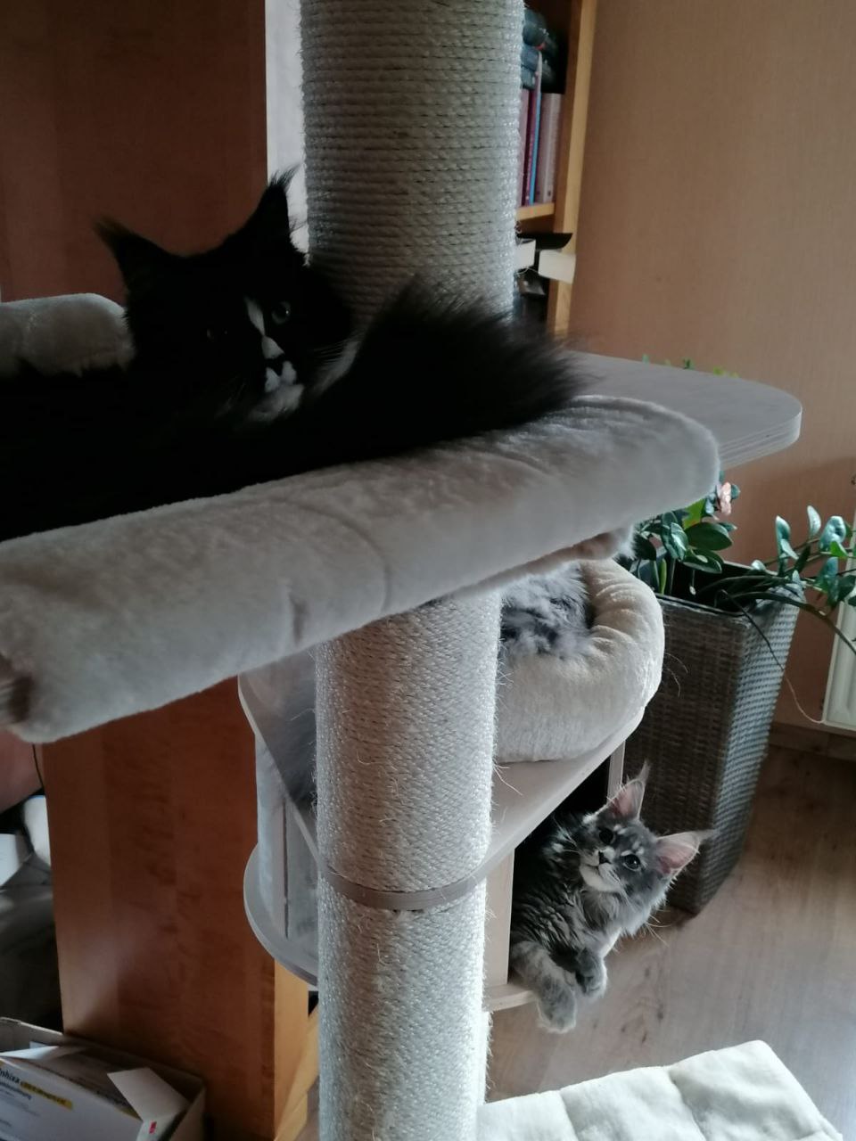 Gurke und Ruby Gurke und Ruby