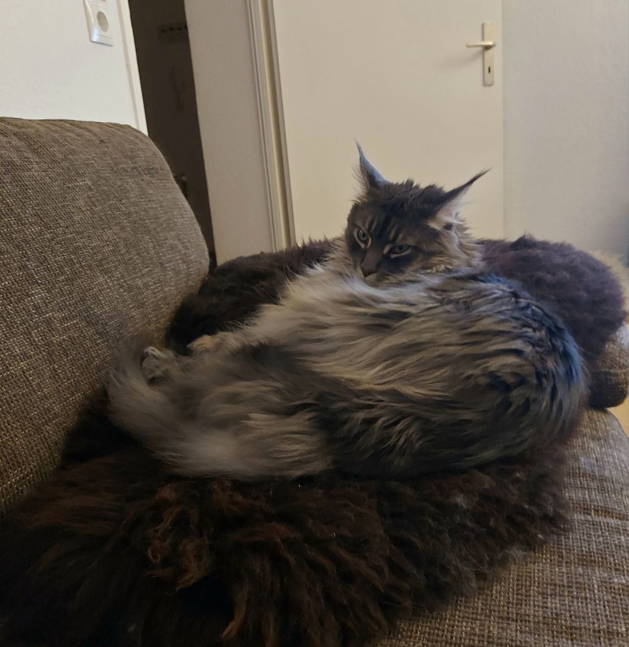 Hanka of MCC Hanka of MCC