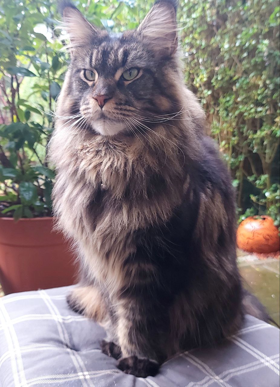 Haris, weltbester Regalumschubser Haris, weltbester Regalumschubser