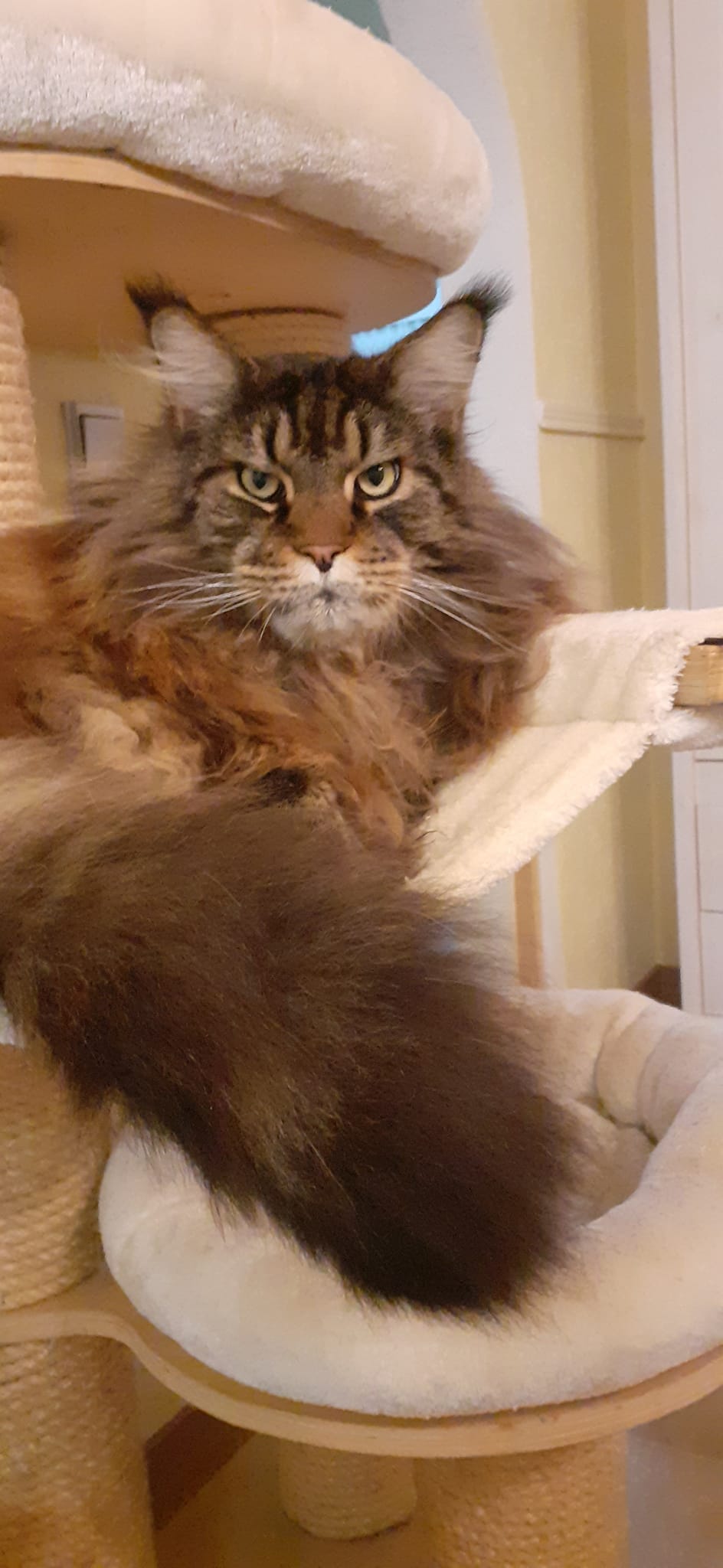 Heinz of Maine Coon Castle Heinz of Maine Coon Castle