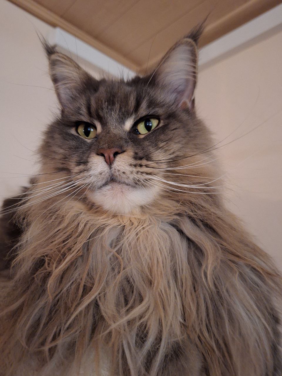 Jada of Maine Coon Castle Jada of Maine Coon Castle