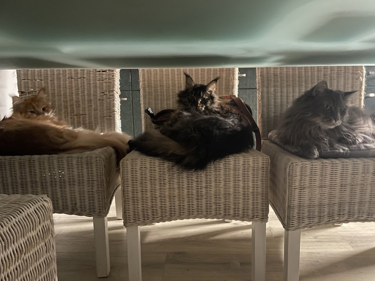 Meeting unterm Glastisch Erik of MCC, Darky of MCC und Thor of Einfachso Meeting unterm Glastisch Erik of MCC, Darky of MCC und Thor of Einfachso