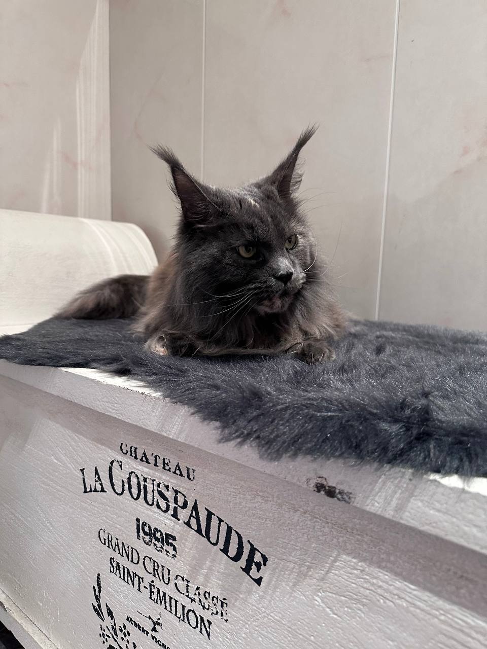 Queen Uschi 6 Jahre alt Queen Uschi 6 Jahre alt