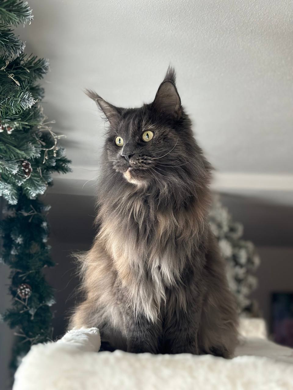 Queen Uschi Queen Uschi