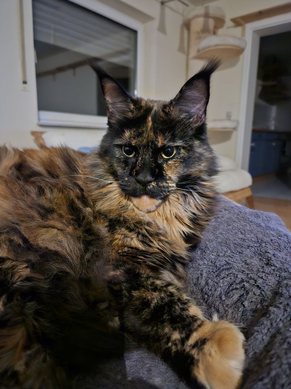 Queen Victoria 6 Jahre alt Queen Victoria 6 Jahre alt