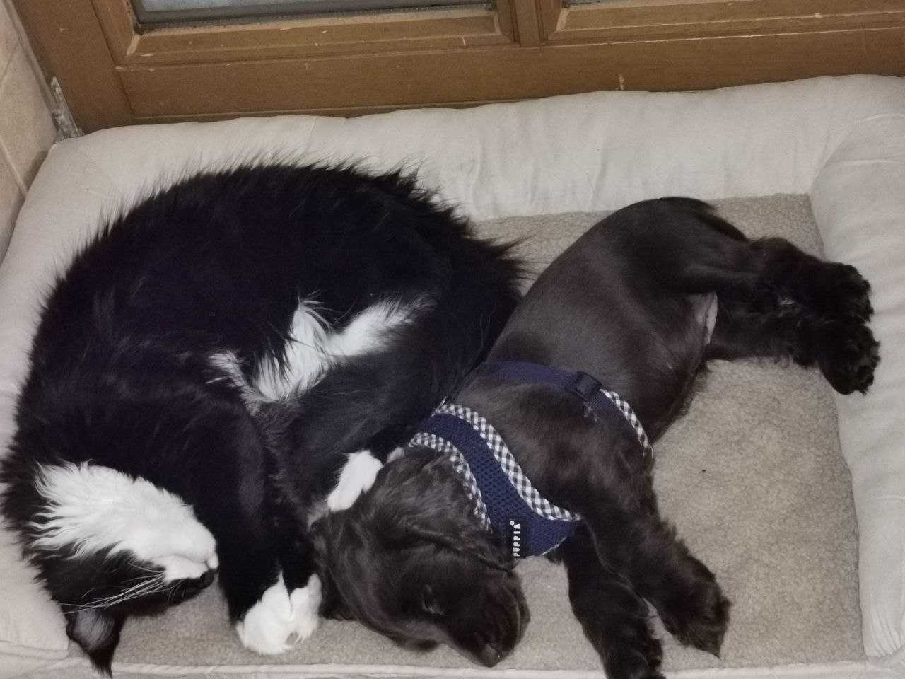 Rado und Charlotte Rado und Charlotte