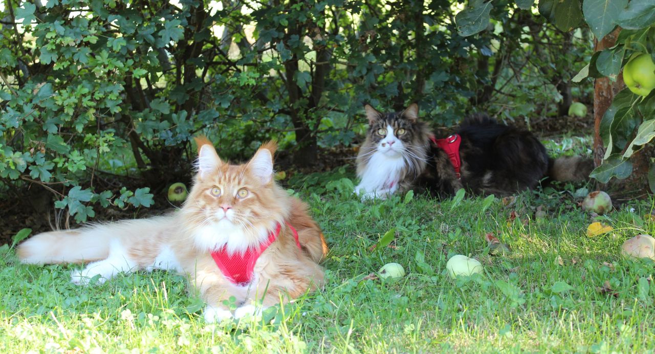 Rot ist immer schick Rot ist immer schick