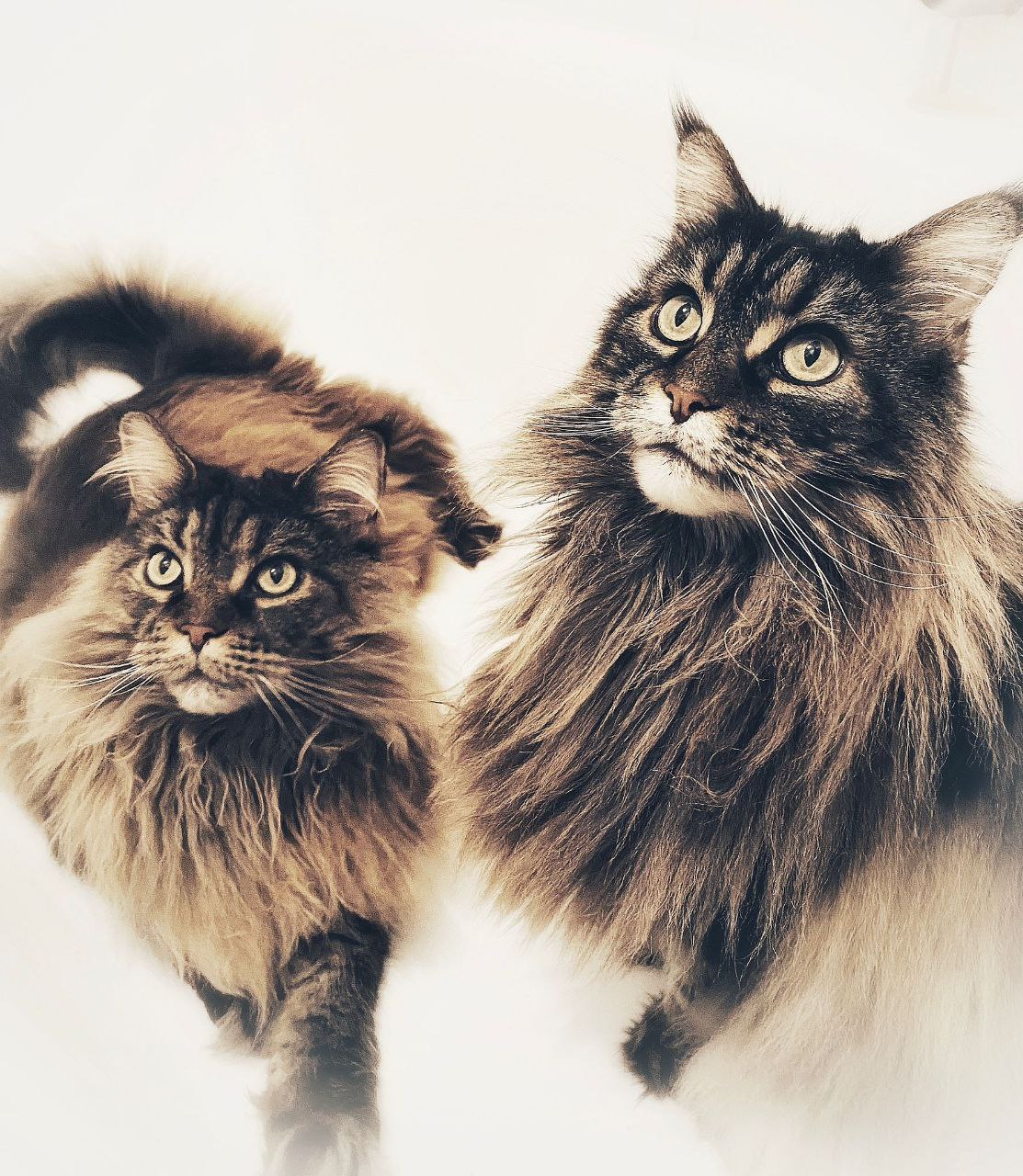 Xandy und Xenna 7 Jahre alt Xandy und Xenna 7 Jahre alt