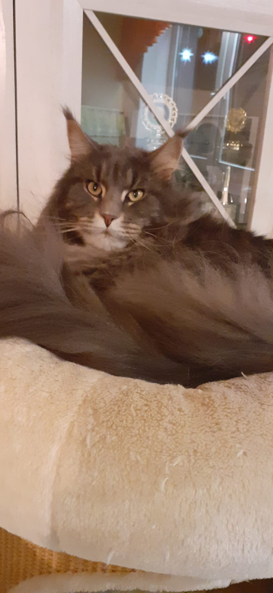 Zisko of Maine Coon Castle Zisko of Maine Coon Castle