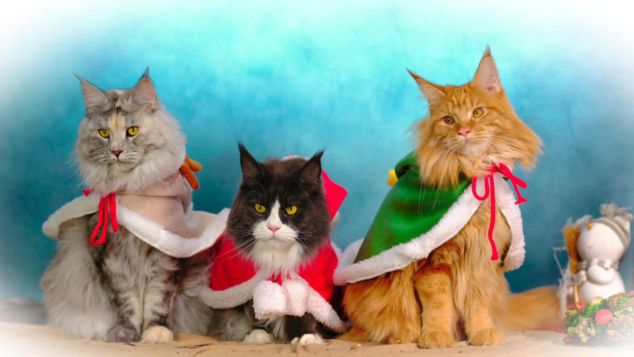 Zum ersten Advent Zum ersten Advent