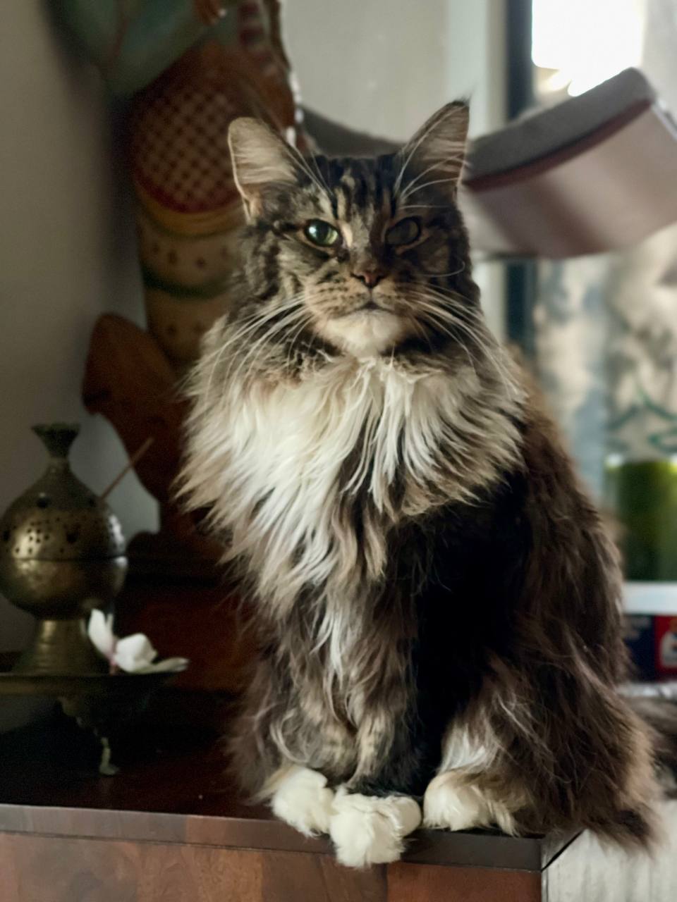 stolze Maika stolze Maika