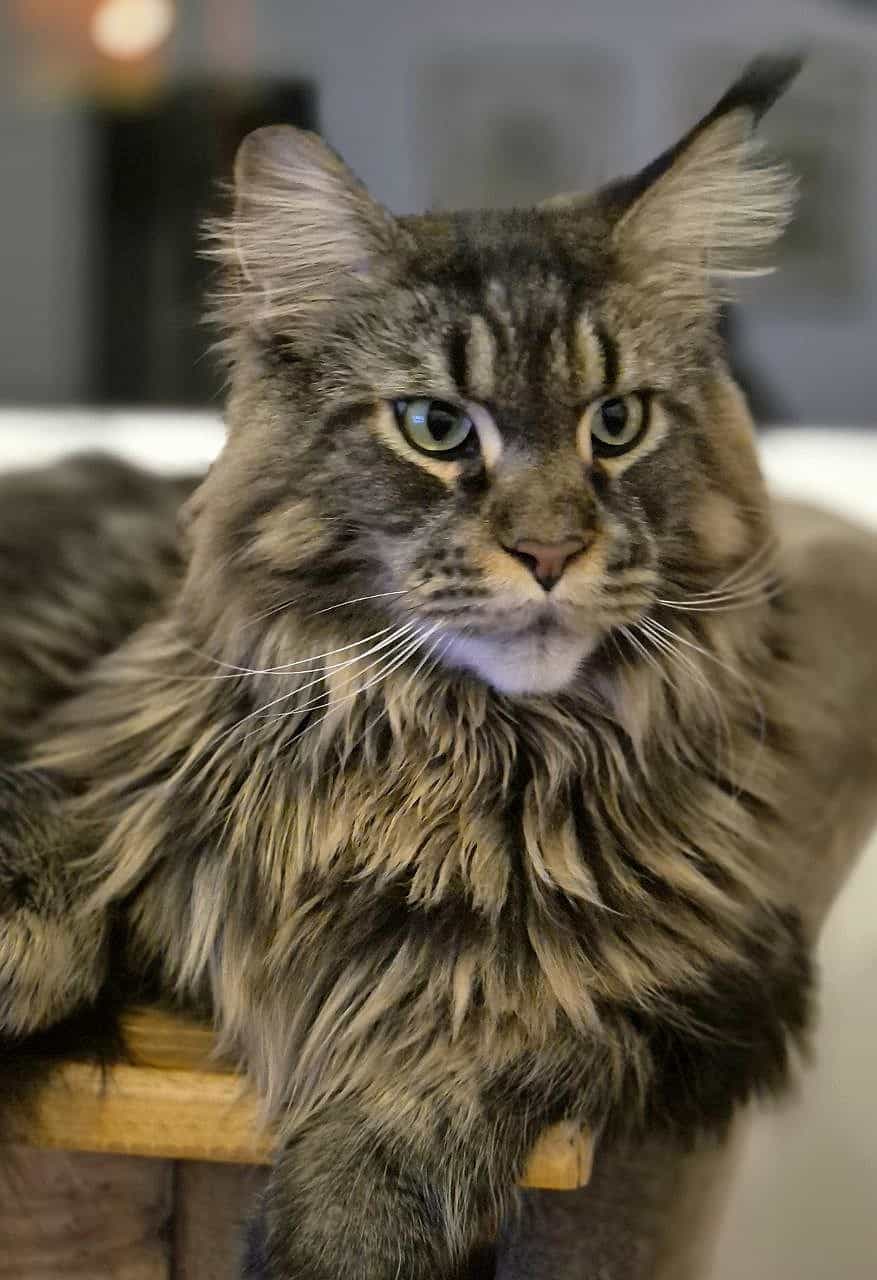 Bin jetzt ein großer Kater und ganz bald schon 3 Jahre alt Bin jetzt ein großer Kater und ganz bald schon 3 Jahre alt