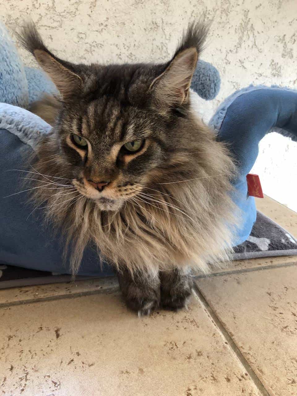 Cheffe Sohn Kurt Cheffe Sohn Kurt