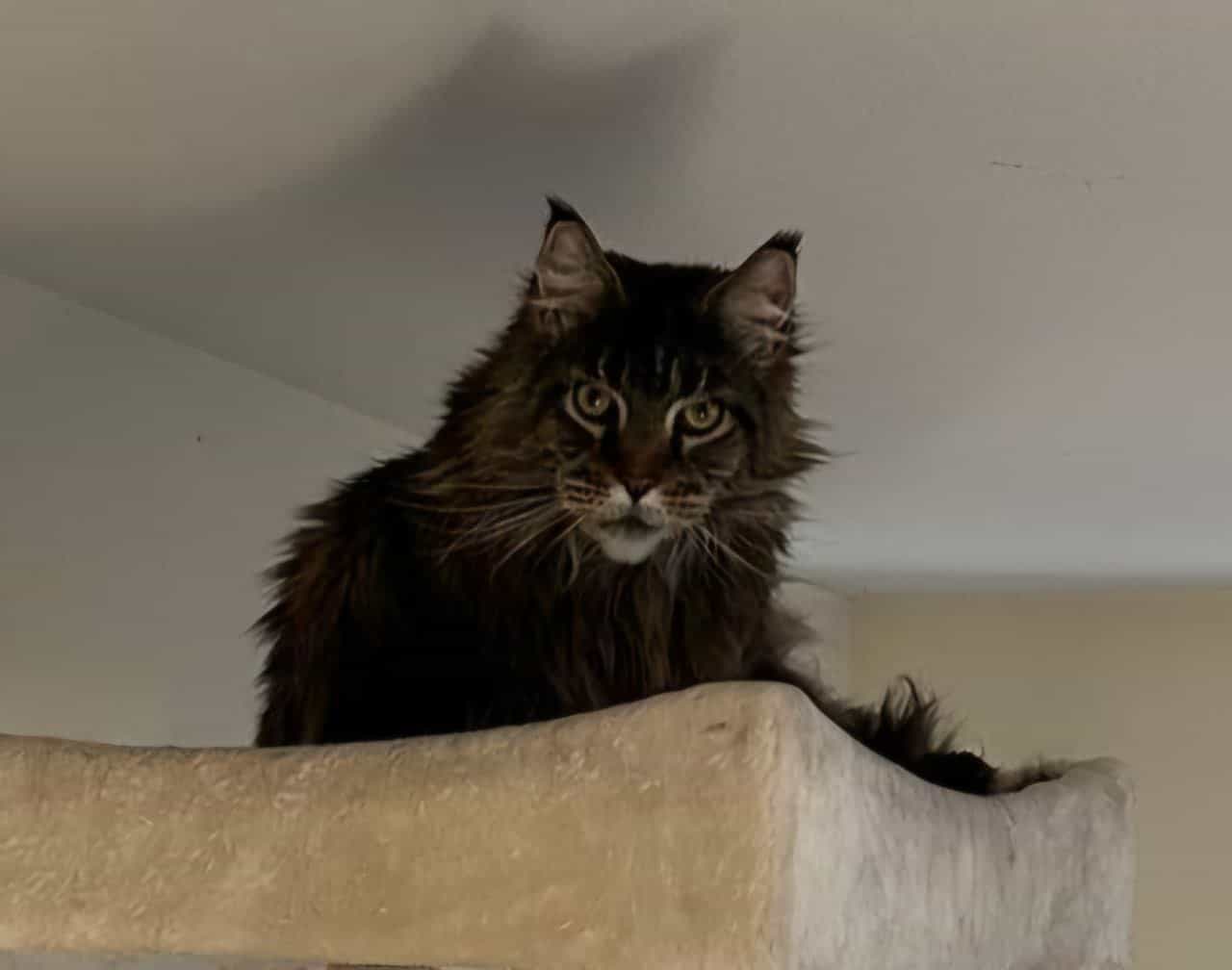 Cheffe Sohn Murphy Cheffe Sohn Murphy