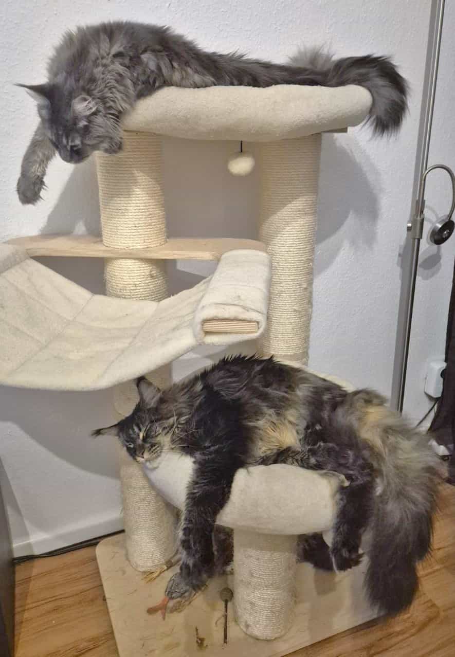 Die Feiertage waren wohl anstrengend Die Feiertage waren wohl anstrengend