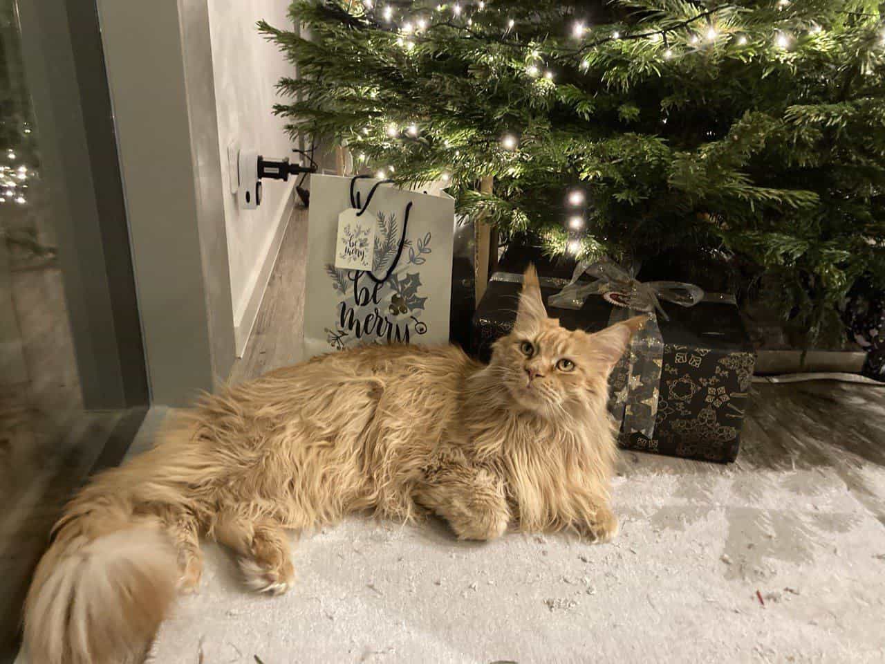 Ein Wookie in natürlicher Umgebung Ein Wookie in natürlicher Umgebung