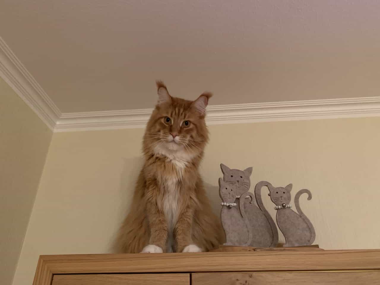 Eine schöne Deko Eine schöne Deko