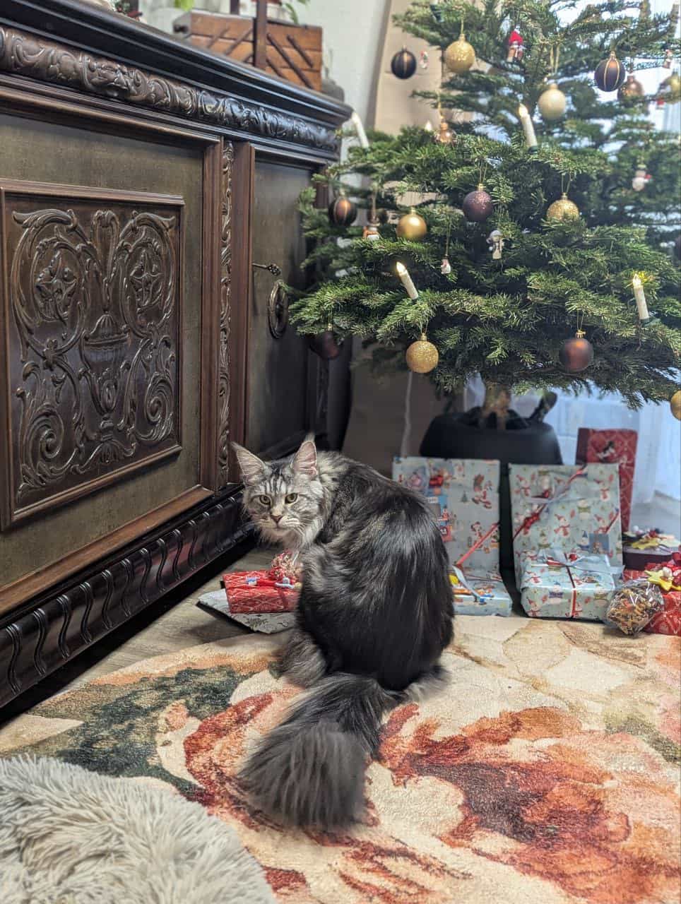 Finley wünscht allen frohe Weihnachten Finley wünscht allen frohe Weihnachten