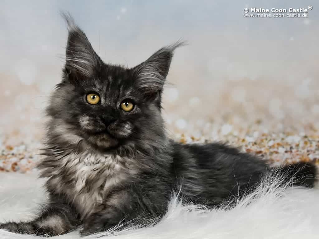 Franky 13 Wochen alt Franky 13 Wochen alt