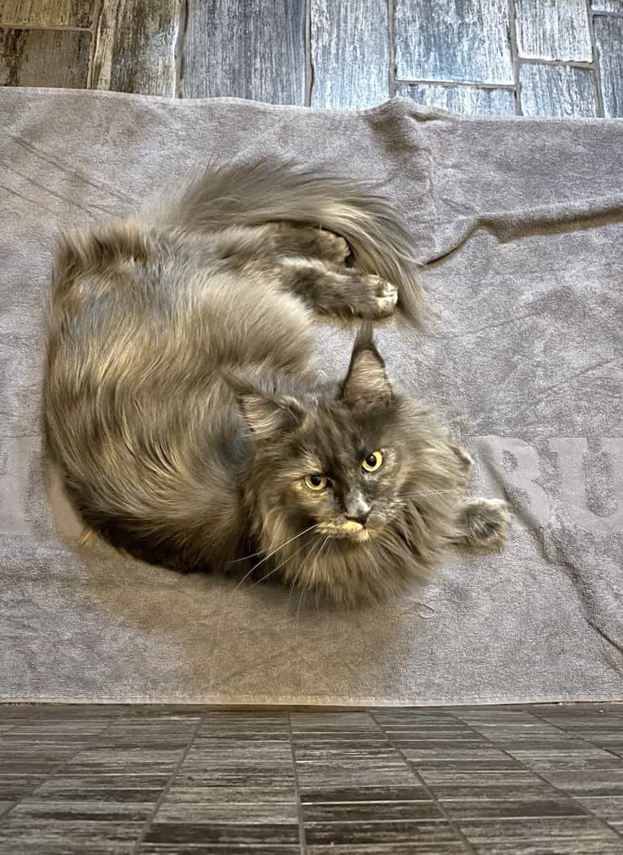 Grand Madame Ivette Grand Madame Ivette